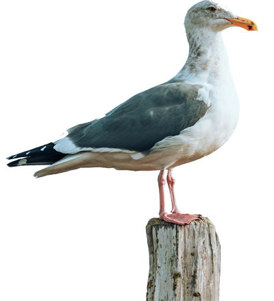 A seagull perched on a weathered post, facing right.