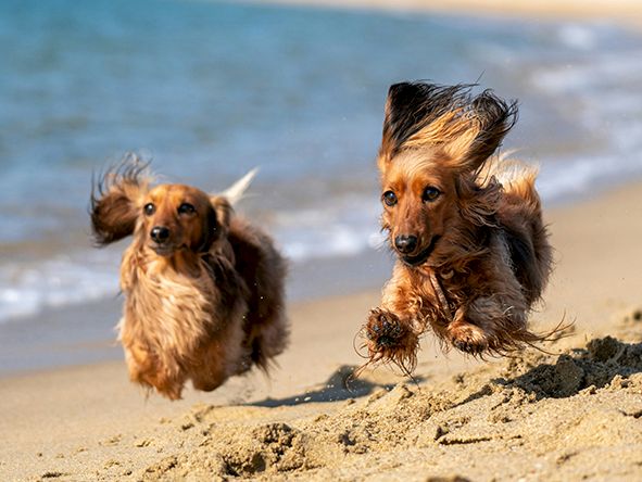 Two playful dogs sprint along a sunny beach, chasing waves and each other, their ears flapping as they splash in the sand.